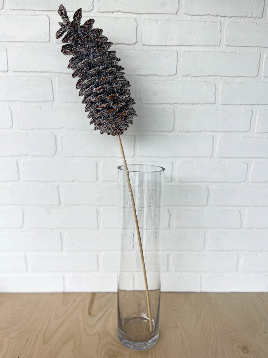 SUGAR PINE CONE ENNEIGÉE