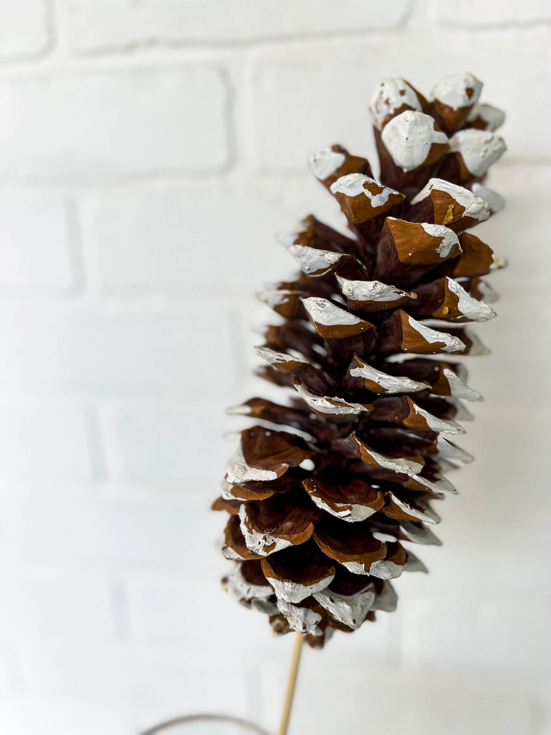 SUGAR PINE CONE WHITE TIP