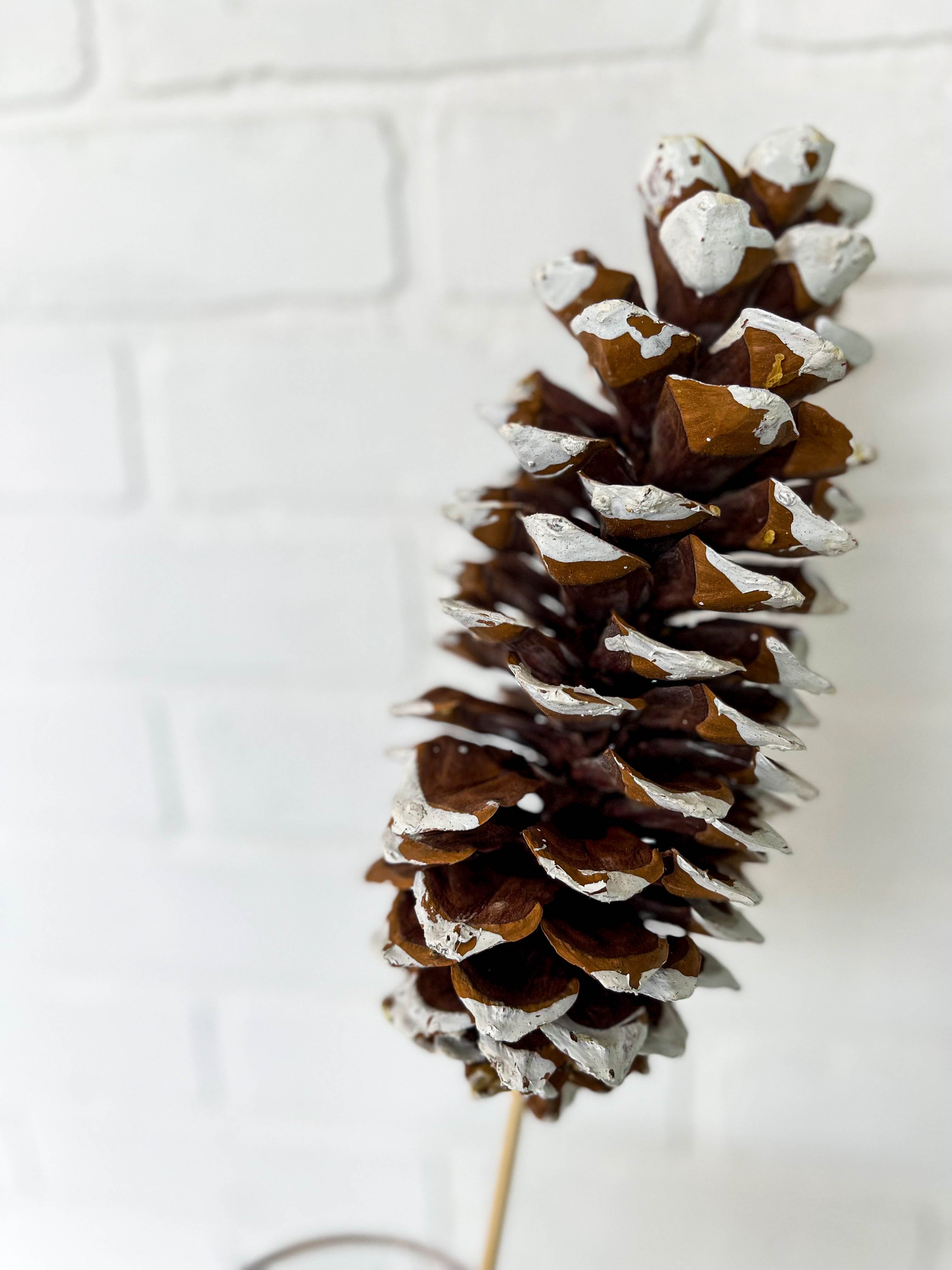 SUGAR PINE CONE WHITE TIP