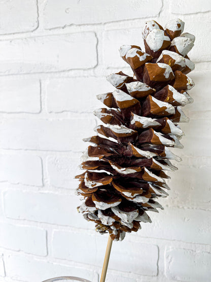 SUGAR PINE CONE WHITE TIP