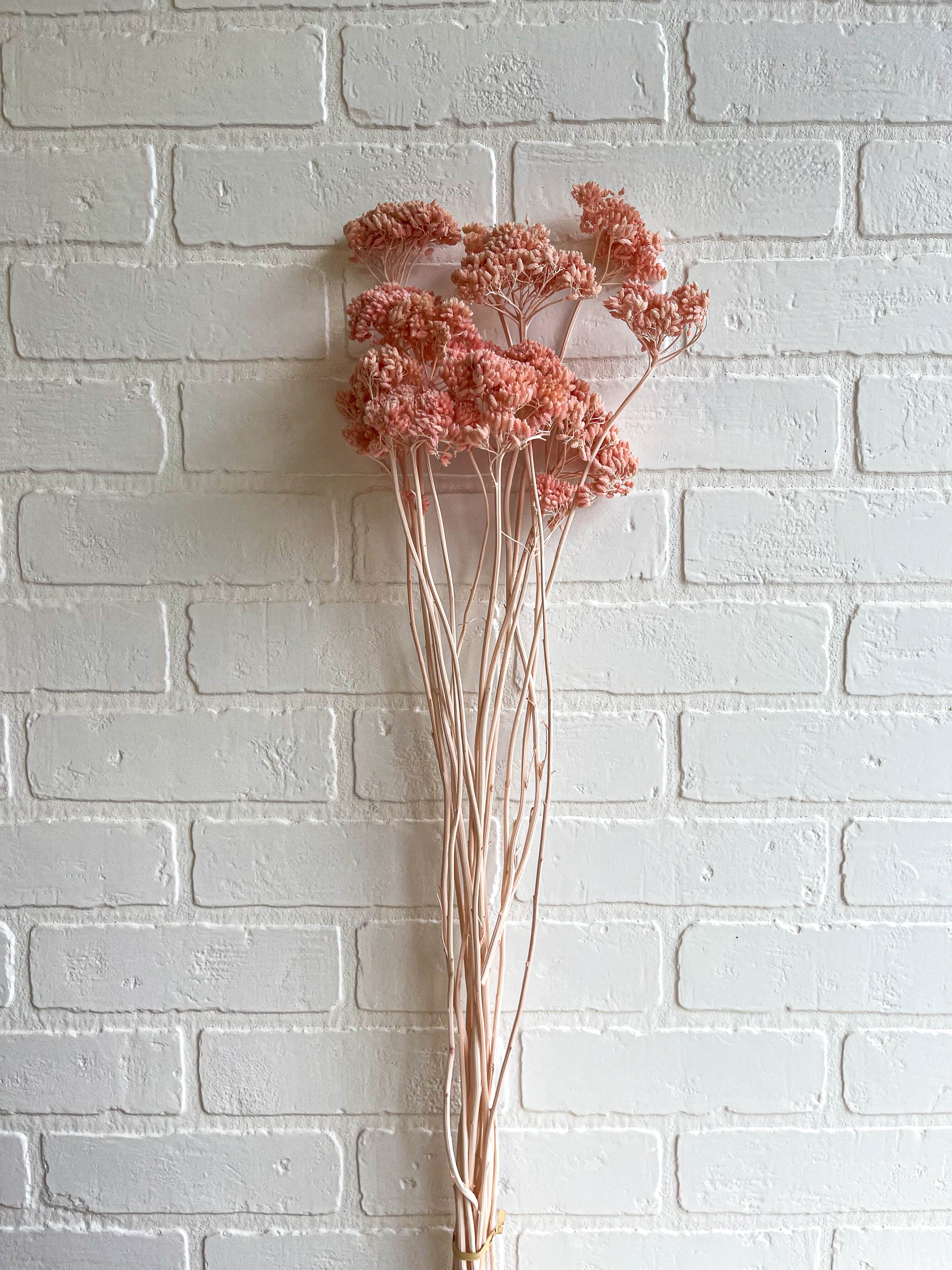 BOUQUET DE YARROW SÉCHÉE ROSE