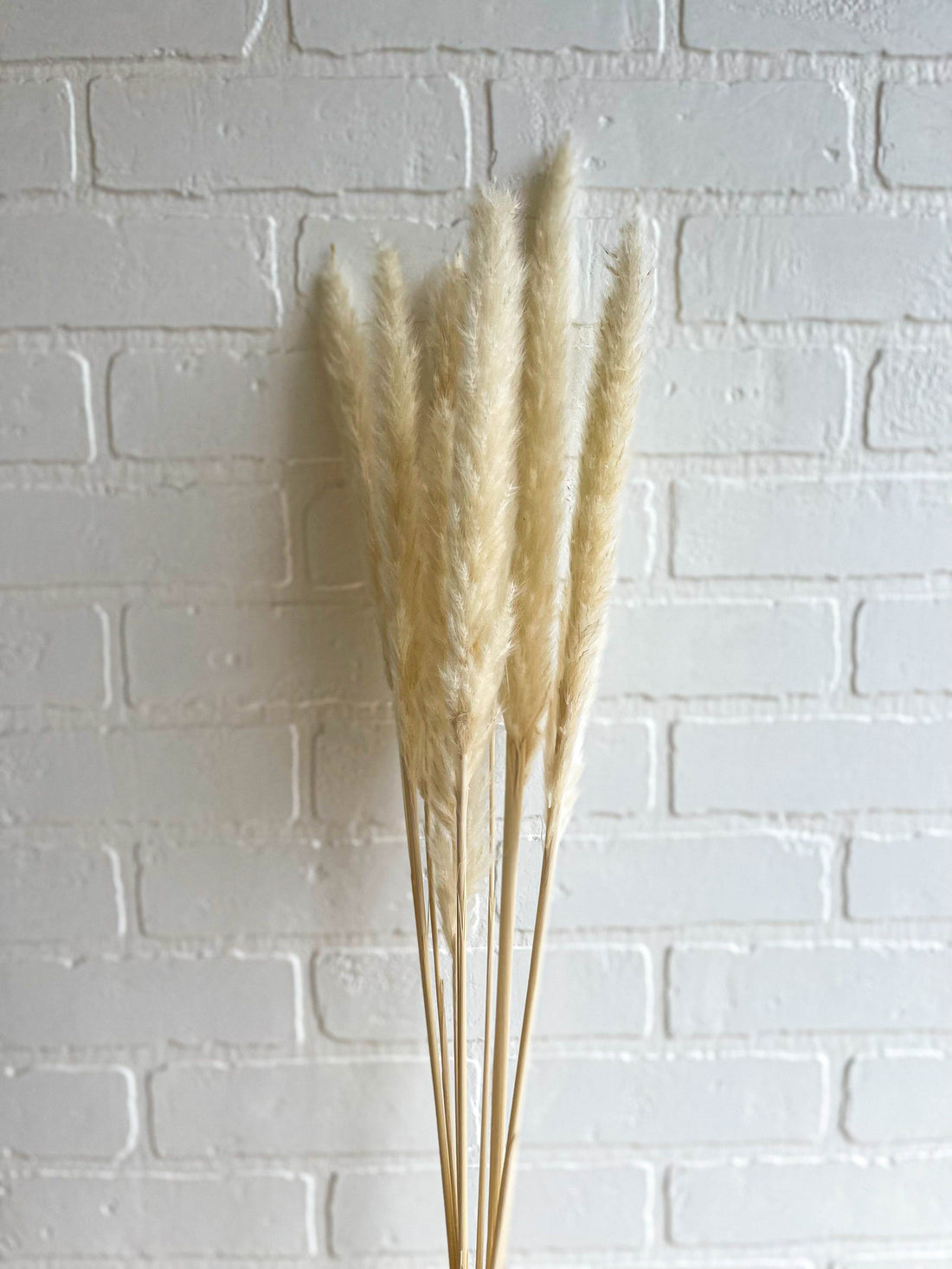 MINI PAMPAS BLANC