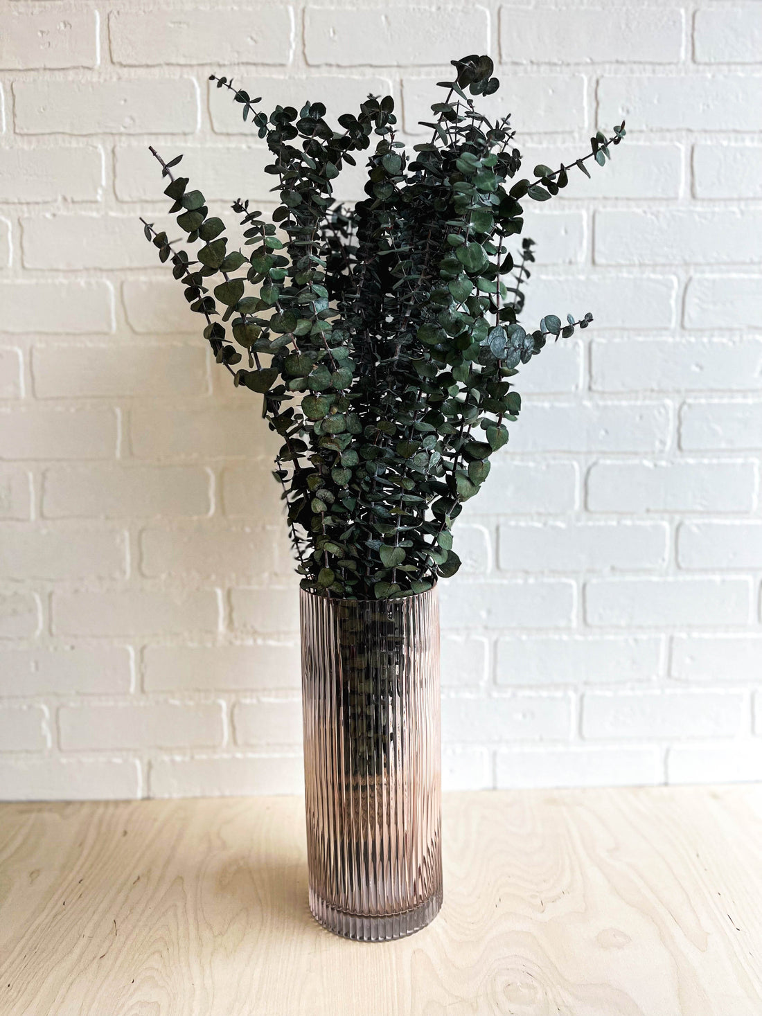 EUCALYPTUS PRÉSERVÉ