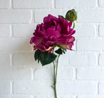 PIVOINE FUSHIA