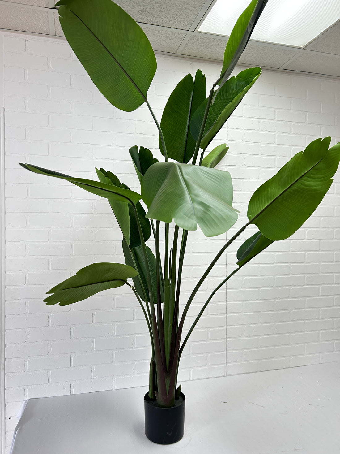 STRELITZIA ARTIFICIEL
