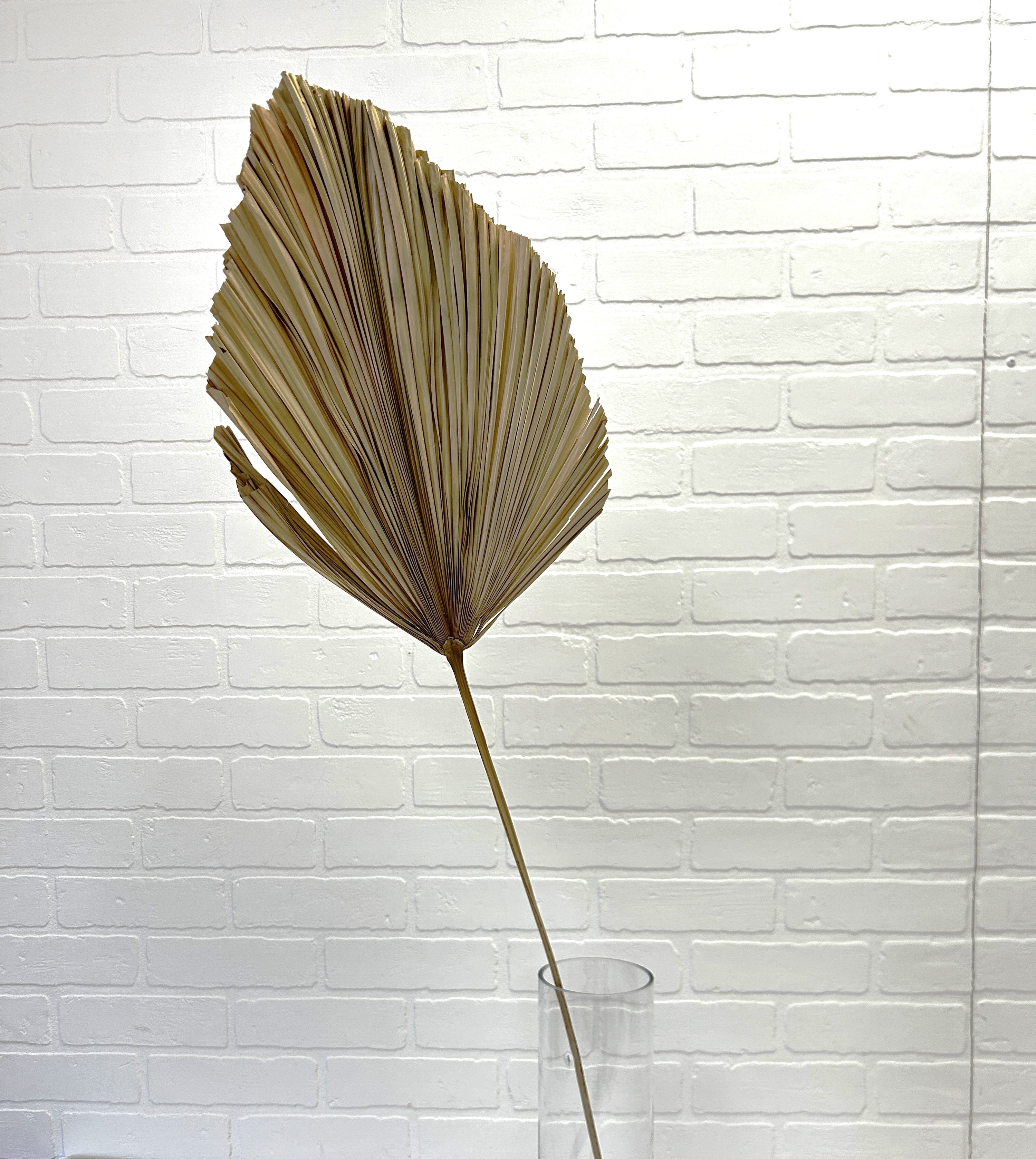 FEUILLE DE PALMIER "SPEAR" NATURELLE