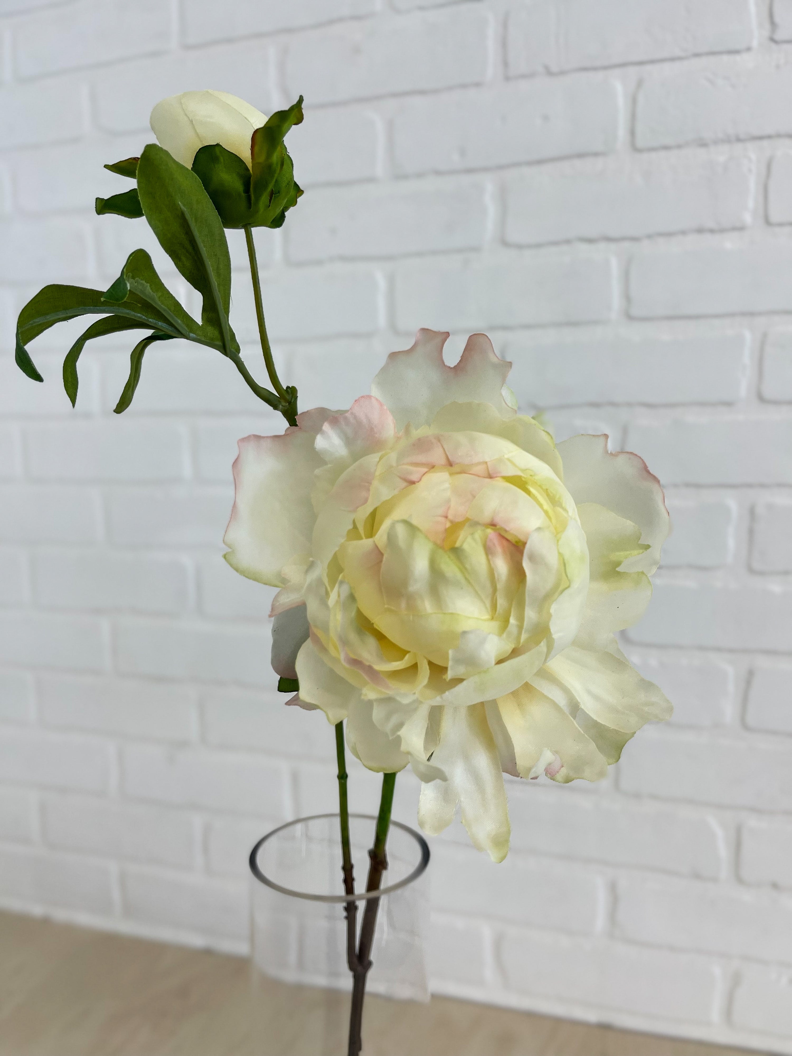 TIGE DE PIVOINE IVOIRE